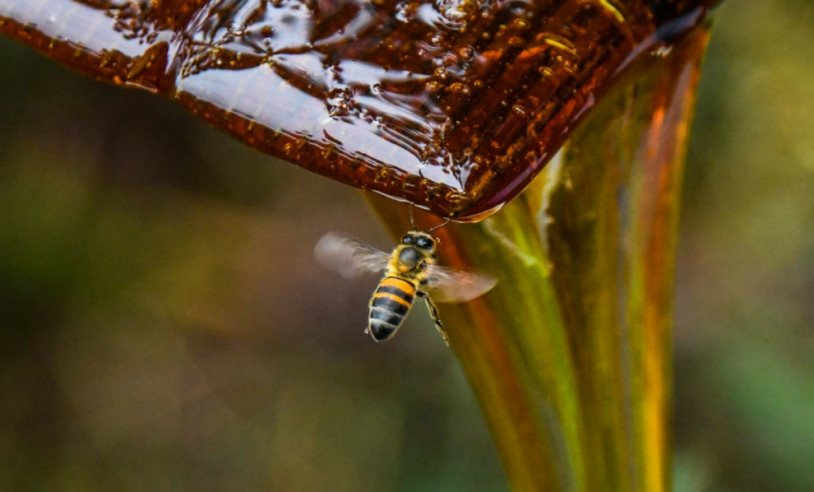 ASN Santa Catarina - Agência Sebrae de Notícias