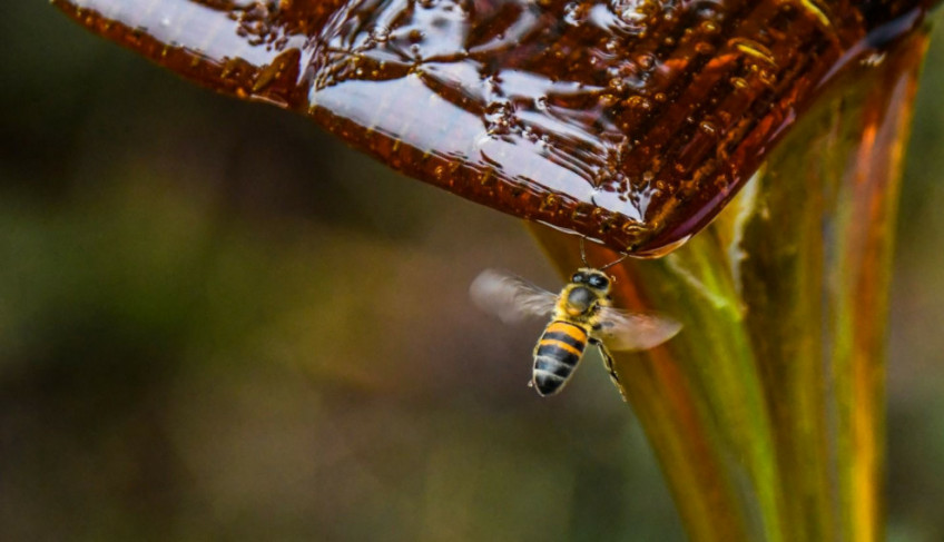 ASN Santa Catarina - Agência Sebrae de Notícias