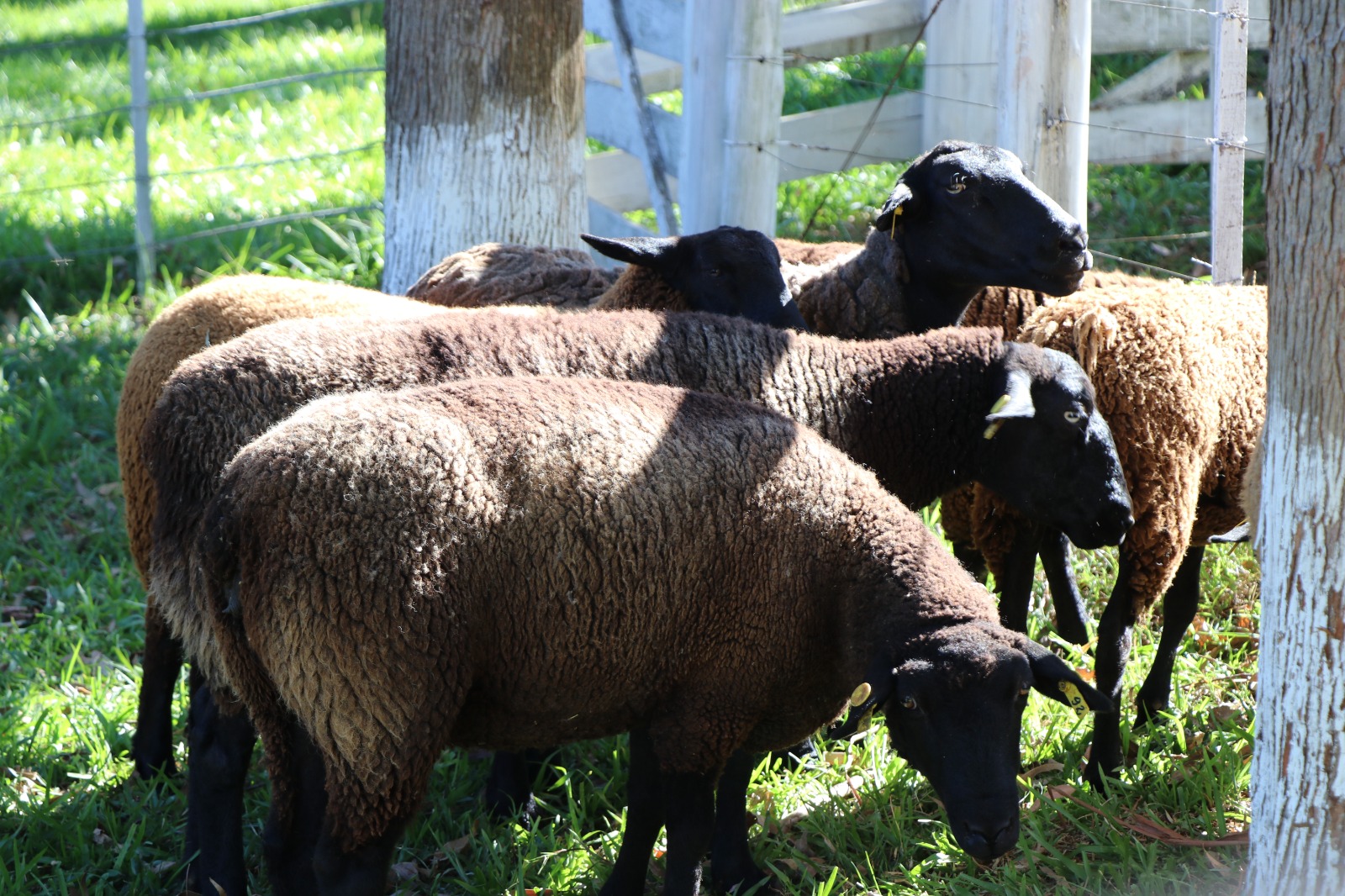 Lançamento do Projeto Ovinocaprinocultura Regional Extremo-Oeste, em Dionísio Cerqueira Ovelha