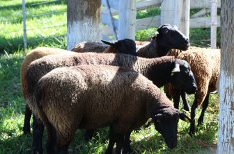 Lançamento do Projeto Ovinocaprinocultura Regional Extremo-Oeste, em Dionísio Cerqueira Ovelha